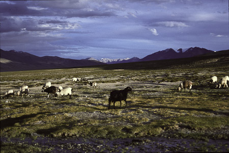Norbo 1995 Schafe bei Nomadencamp