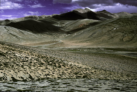 Rupshu, Pashminaherde, ca. 4700 m, 1995